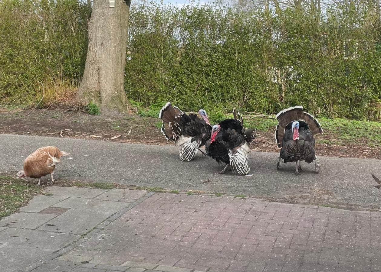 Zomerdijk-Inn Zuid Wanneperveen Bagian luar foto